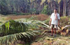 Elephants ravage farm fields in five villages